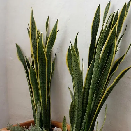 Yellow House - Checkinhome