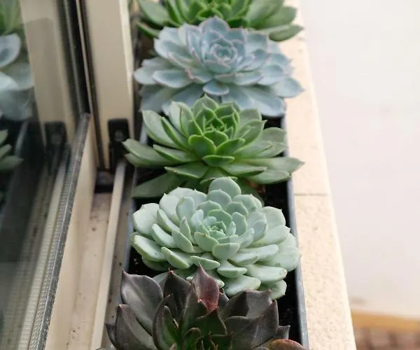 Yellow House - Checkinhome Boliqueime